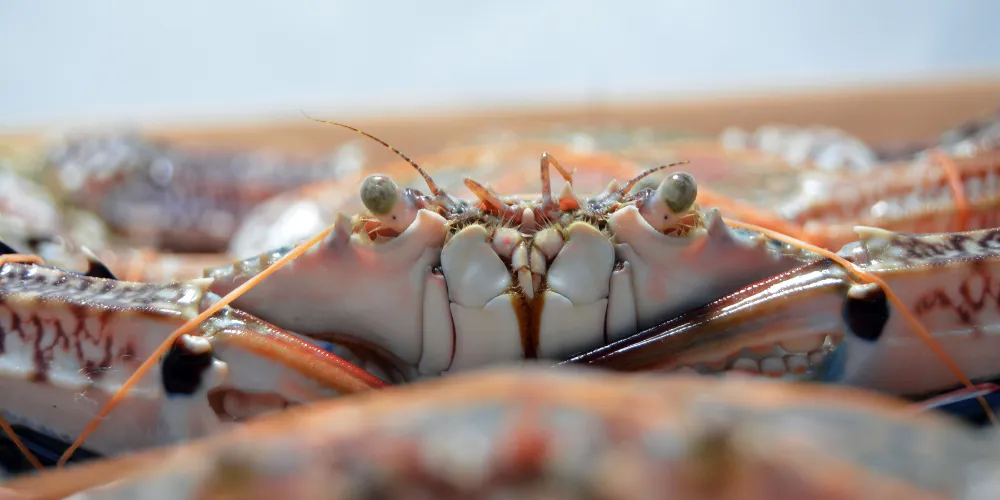 Responsible coastal foraging is a wonderful way to not only expand our culinary experiences and provision the galley, but also reduce our impact on the marine environment.